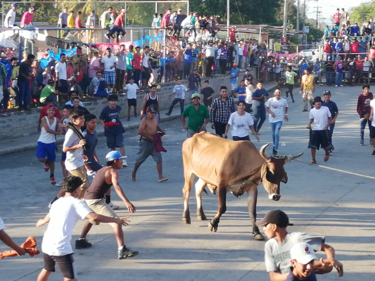 VACAS1